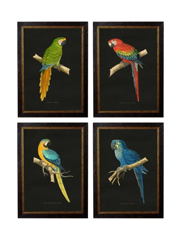 Exceptional Art c.1884 Macaws - Dark Background