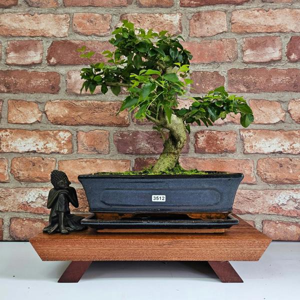 Yorkshire Bonsai Chinese Privet (Ligustrum Sinense) Bonsai Tree | Shaped | In 25cm Pot