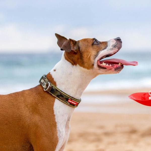 EzyDog Neo Classic Dog Collar in Green