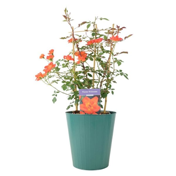 Warm Welcome Rose – 5.5L Pot – Compact Orange Climbing Rose Plants By Post
