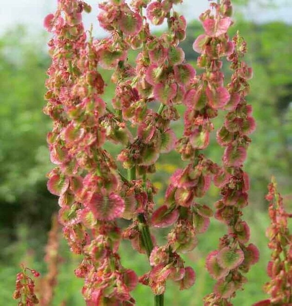 sheeps sorrel seeds