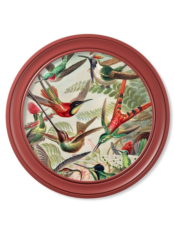 Exceptional Art c.1904 Haeckel Hummingbirds - Red Frame