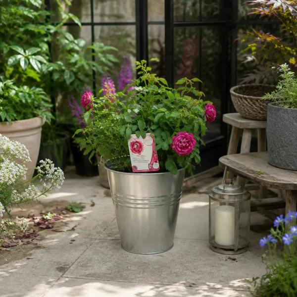 5L Rose Let's Celebrate Dark Pink Rose Bush- Beautiful Flowering Garden Plant - Zinc Pail