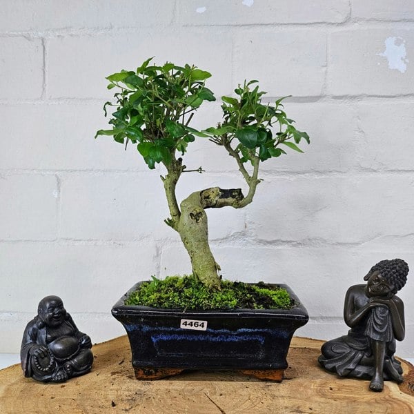 Yorkshire Bonsai Chinese Privet (Ligustrum Sinense) Bonsai Tree | Shaped | In 15cm Pot