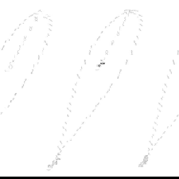 Rabbit Silver Necklace - Personalised - MYLEE London