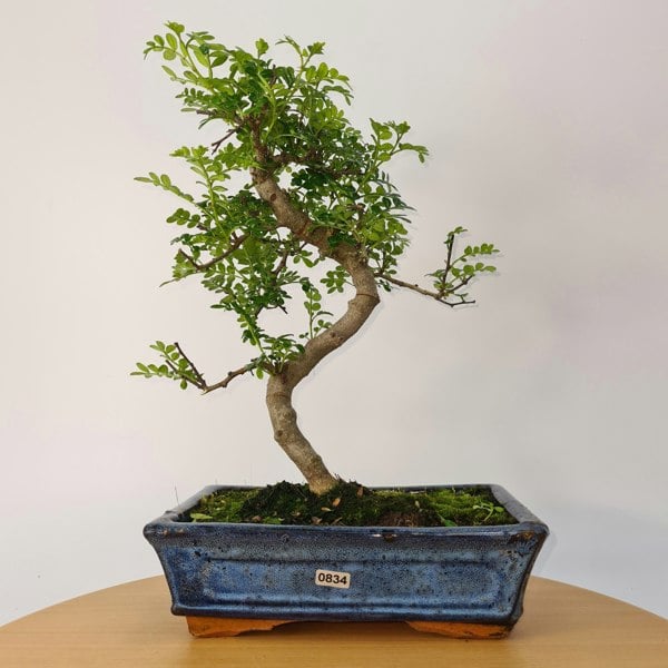 Chinese Pepper (Zanthoxylum Pipertum) Bonsai Tree | Shaped | In 25cm Pot