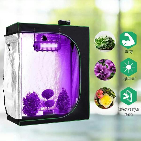 Black grow tent with green trim and reflective interior, purple grow light over seedlings