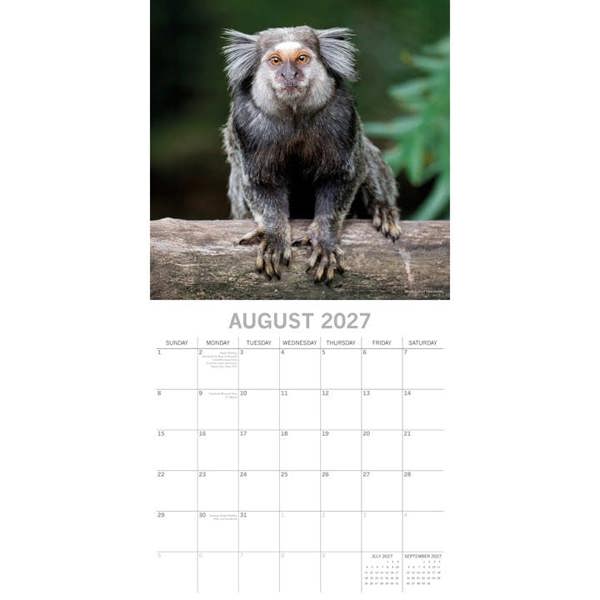 Monkey Business Calendar 2027, Wall Calendars, Month To View, Animals, Gift