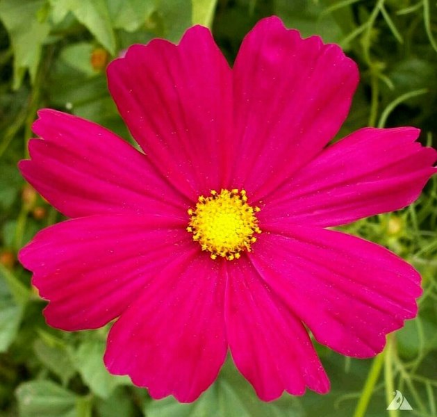 Cosmos bipinnatus Sensation Dazzler seeds