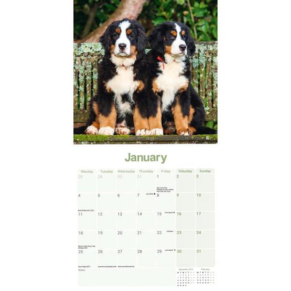 Bernese Mountain Dog Calendar 2027, Wall Calendars, Month To View, Dogs, Gift