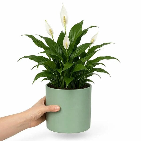 Spathiphyllum Peace Lily – Elegant White Flowers and Glossy Green Indoor Houseplant