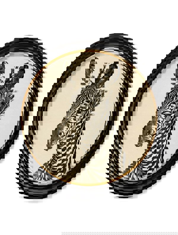 Exceptional Art c1890 Zebra Illustrations in Round Frame - Dark