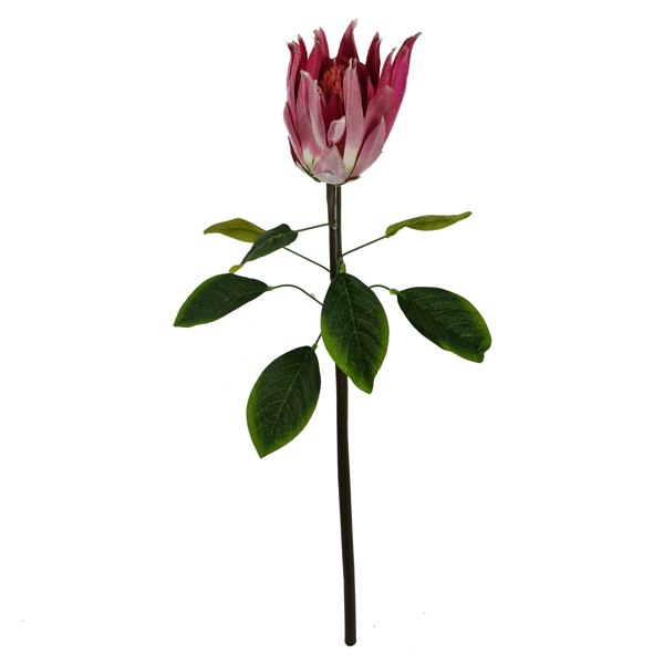 Leaf Pack of 6 x 65cm Protea Sugarbush Flower Stem - Pink