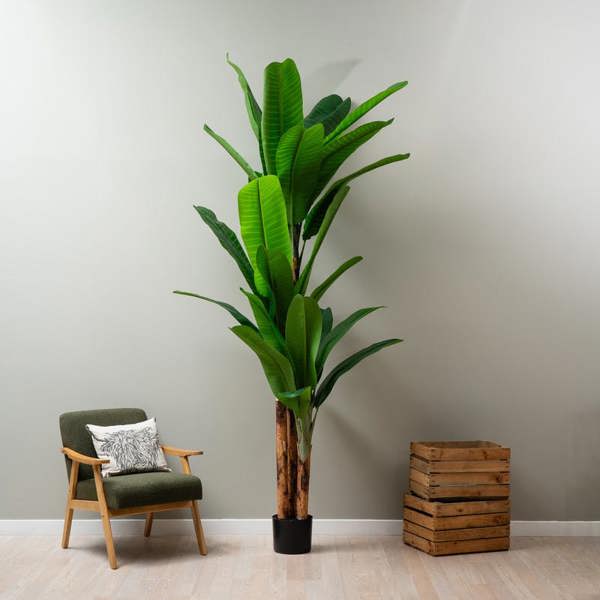 Scottish Everlastings 260cm Real Touch Banana Tree