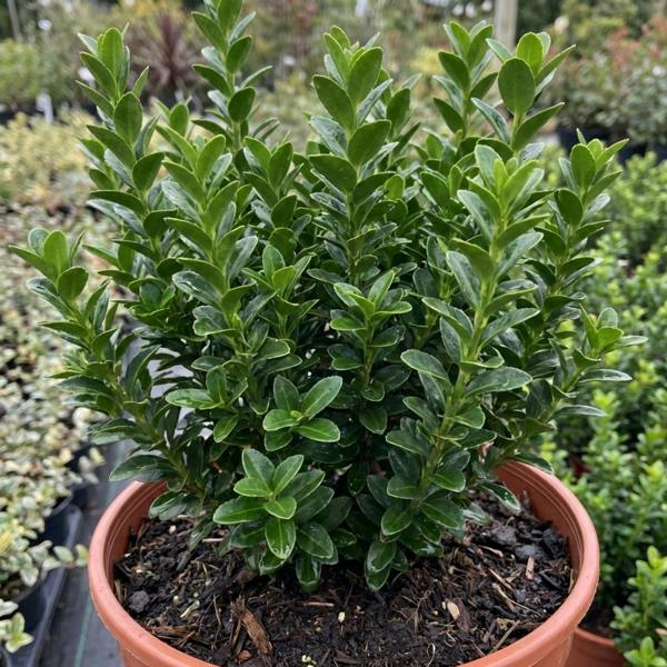 Euonymus japonicus 'Microphyllus' Box Leaf Evergreen Shrub 2L Pot The Rose Press Garden