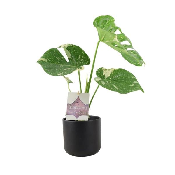 Monstera Thai Constellation – A Rare & Highly Sought-After Variegated Houseplant Plants By Post