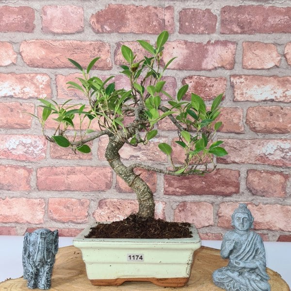 Ficus Microcarpa (Banyan Fig) Indoor Bonsai Tree | Shaped | In 15cm Pot