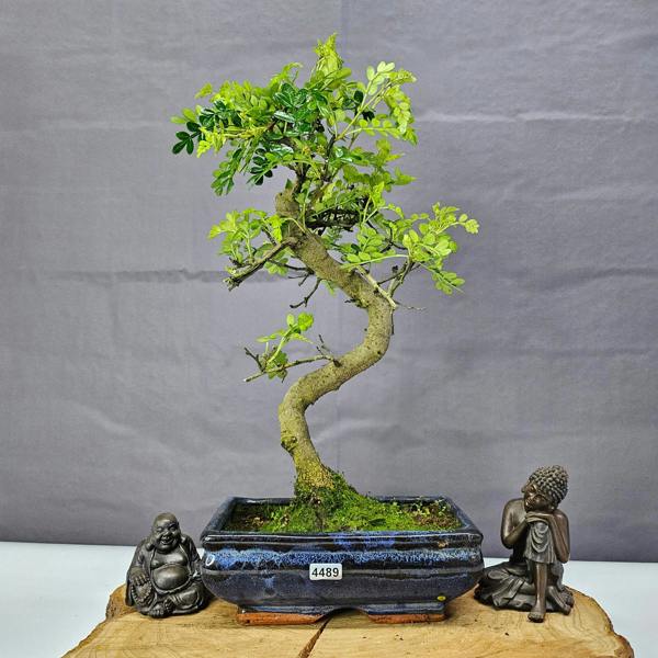 Yorkshire Bonsai Chinese Pepper (Zanthoxylum Pipertum) Bonsai Tree | Shaped | In 20cm Pot