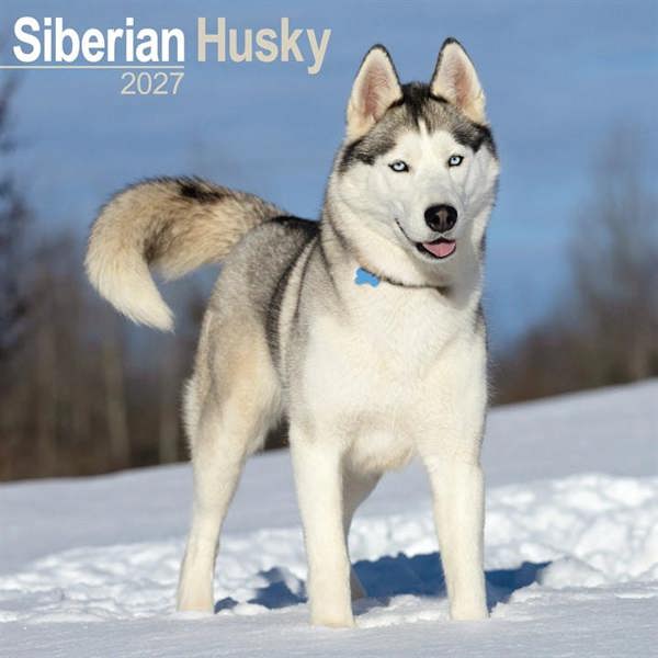 Siberian Husky Calendar 2027, Wall Calendars, Month To View, Dogs, Gift