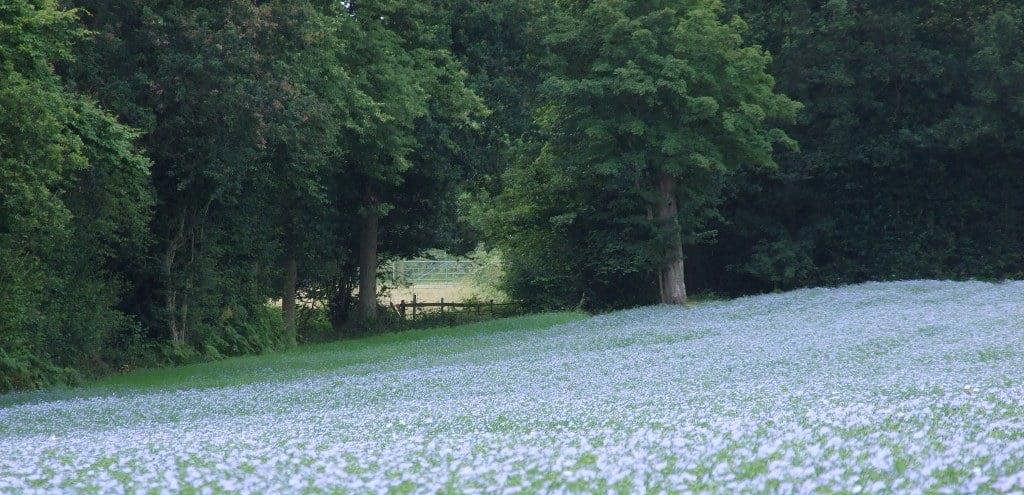 Flaxseed in full flower