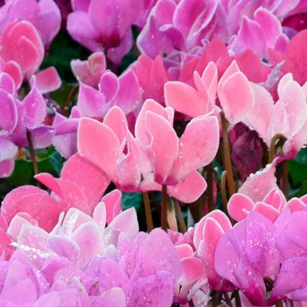 Cyclamen Salmon 10.5cm Pot Pack of 3 & 6 Flowering Outdoor Plants Plants By Post