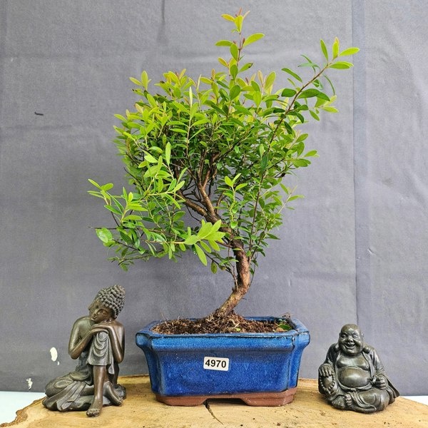 Yorkshire Bonsai Brush Cherry (Syzygium) Bonsai Tree | Broom | In 15cm Pot