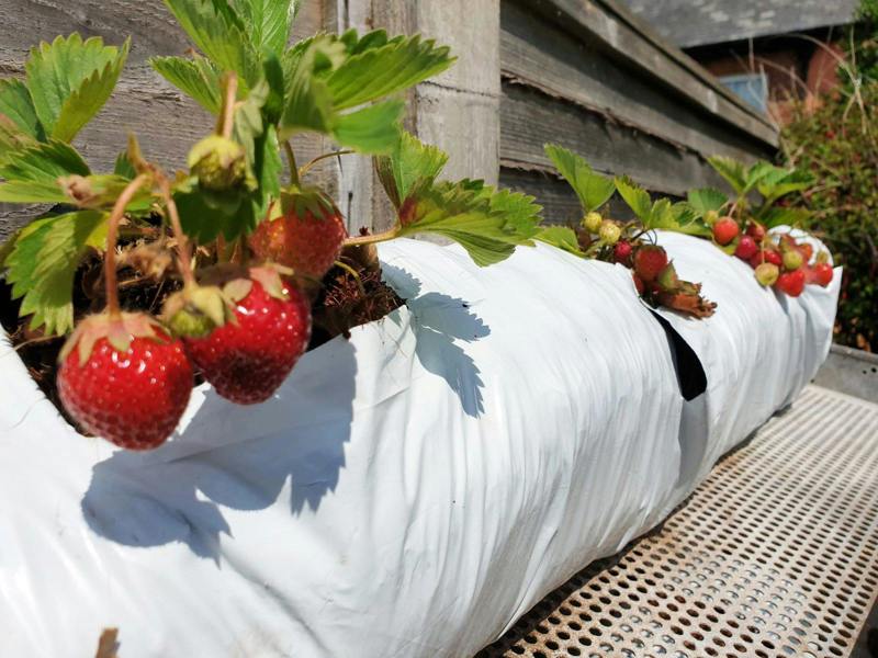 CoirProducts Coir Growbags | Premium Coir Growing Bags for Vegetables, Herbs & Patio Crops