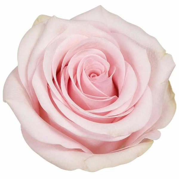 3L Happy Silver Wedding Light Pink Rose Bush - Beautiful Flowering Plant Gift