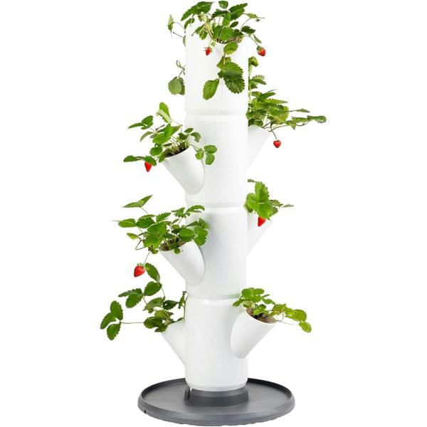SISSI STRAWBERRY easy-watering strawberry tree - White