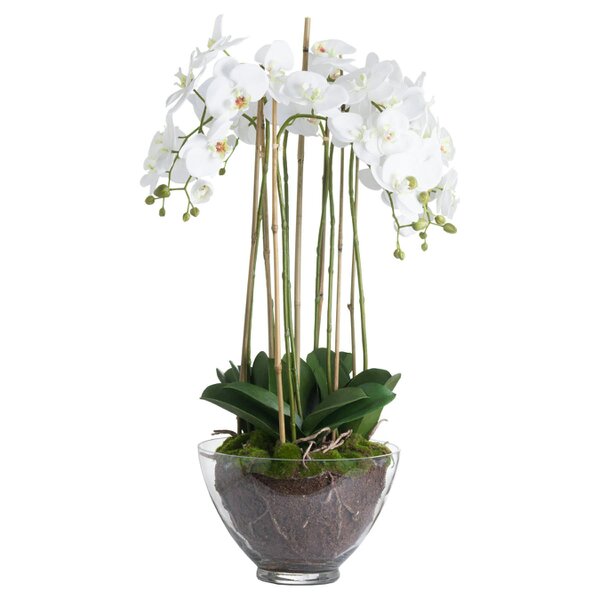Hill Interiors Large Orchid In Glass Pot - White