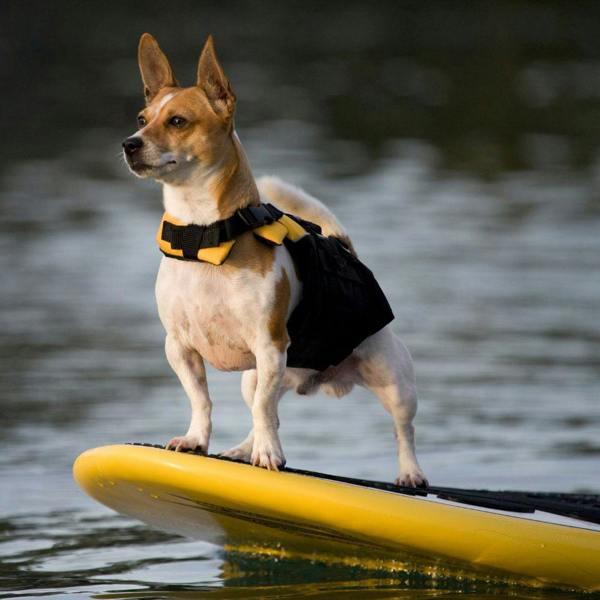 EzyDog DFD Micro Dog Life Jacket in Yellow