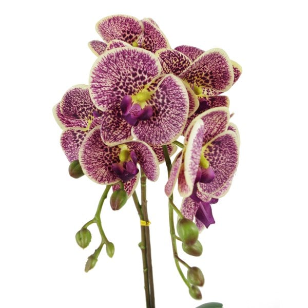 Leaf 50cm Phalaenopsis Orchid Artificial - Purple Leopard - Gold Pot