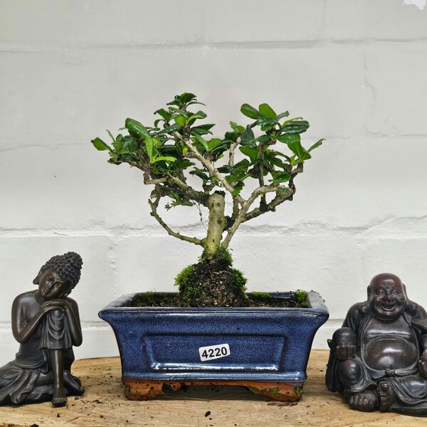 Yorkshire Bonsai Fukien Tea Tree (Carmona Retusa) Bonsai Tree | Broom | In 15cm Pot - 4220