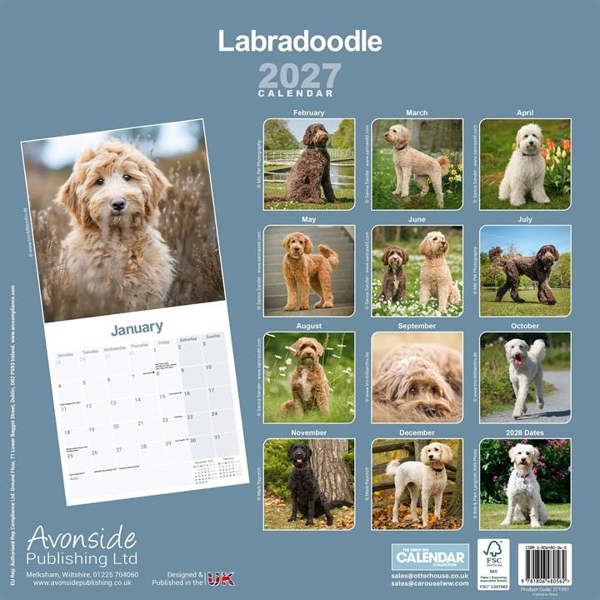 Labradoodle Calendar 2027, Wall Calendars, Month To View, Dogs, Gift
