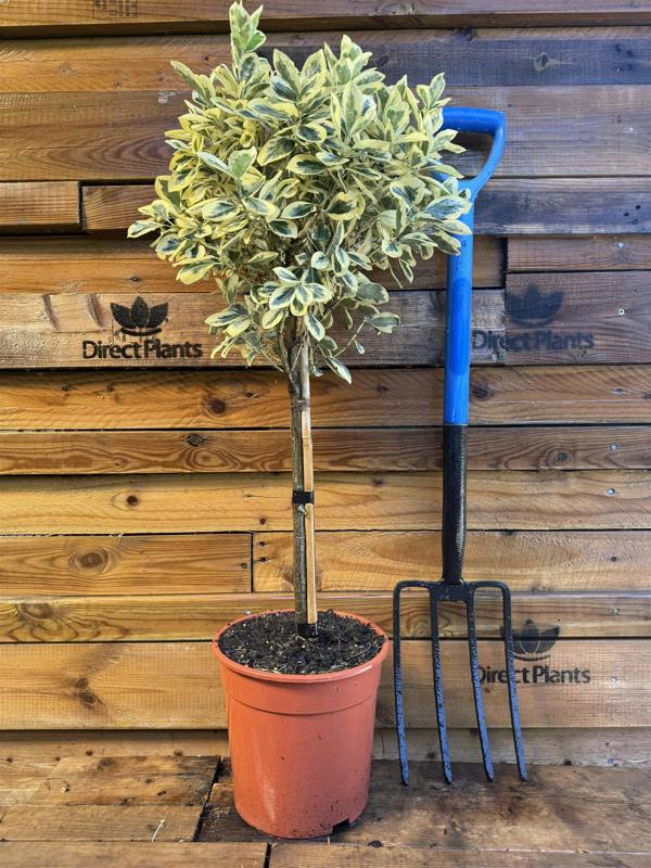 Direct Plants Extra Large Euonymus Bravo Evergreen 1/4 Standard Tree