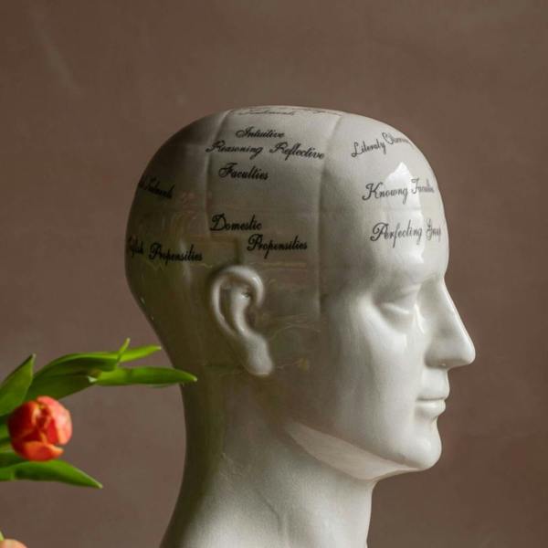 Large Antiqued Phrenology Head - alternative angle