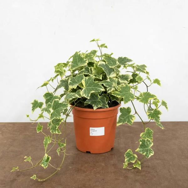 Hedera Variegated Ivy 12cm Pot Plants By Post