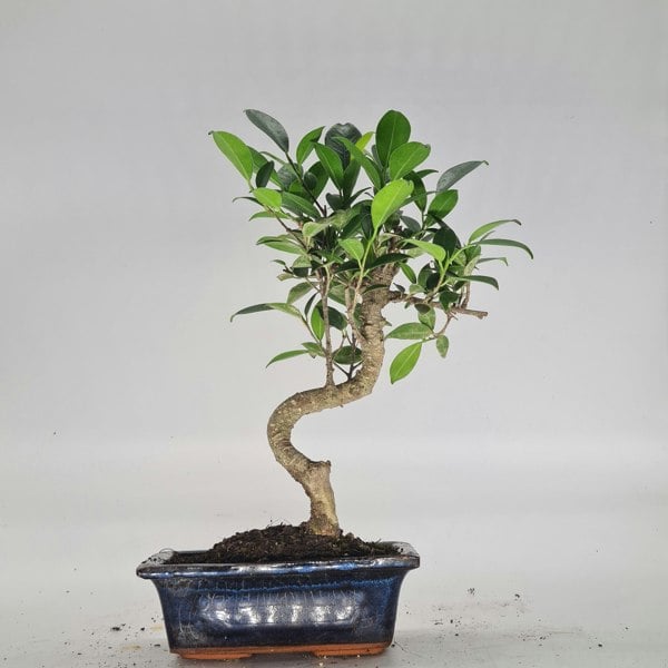 Ficus Microcarpa (Banyan Fig) Indoor Bonsai Tree | Shaped | In 15cm Pot