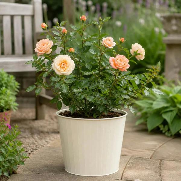 5L Rose Many Happy Returns Peach Rose Bush - Beautiful Flowering Garden Plant