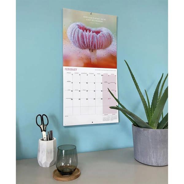 Marvellous Mushrooms Calendar 2027, Wall Calendars, Month To View, Natural World, Gift
