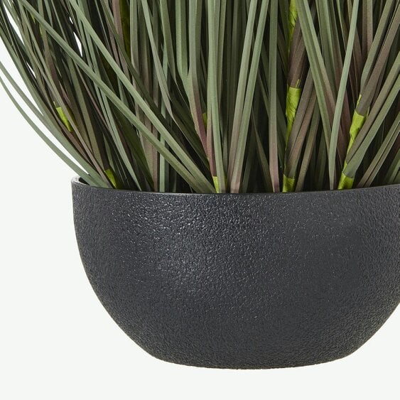 Wyld Haus 50cm Grass Plant (pot not included)