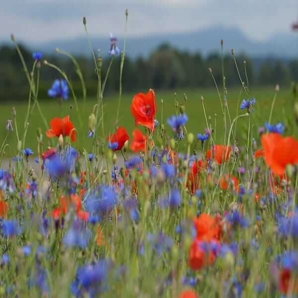 wildflower seeds for honey bees