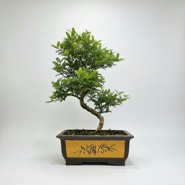 Yorkshire Bonsai Chinese Pepper (Zanthoxylum Pipertum) Bonsai Tree | Shaped | In 35cm Pot | 5362