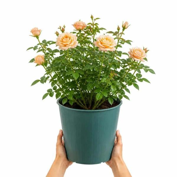 5L Rose Many Happy Returns Peach Rose Bush - Beautiful Flowering Garden Plant - Metal Teal Vertical