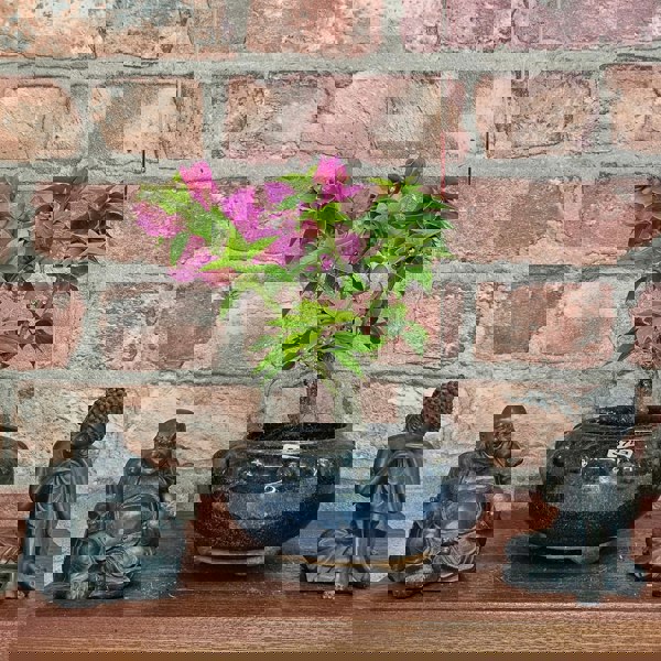 Yorkshire Bonsai Bougainvillea Bonsai Tree - In 15cm Pot