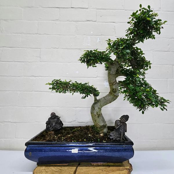 Yorkshire Bonsai Large Chinese Elm (Ulmus Parvifolia) Bonsai Tree | Shaped | In 40cm Pot - 4230