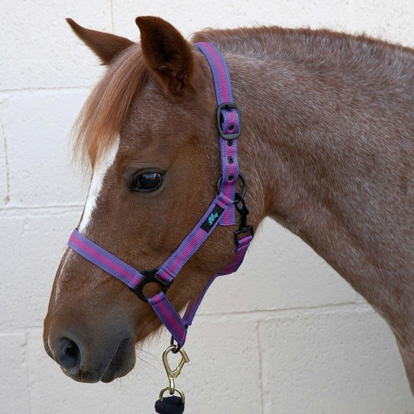 Hy Duo Head Collar - Purple/Fuchsia