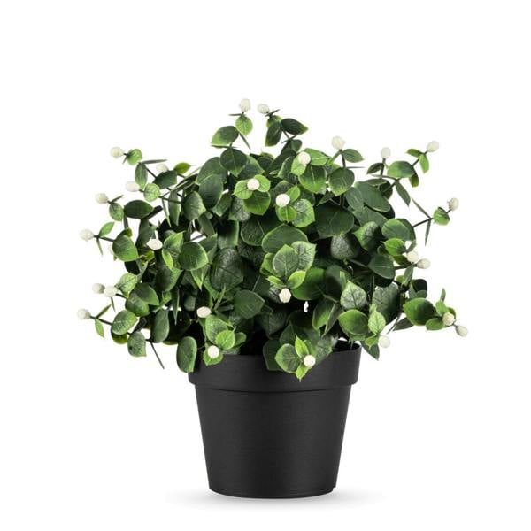 Potted Eucalyptus Plant 22cm