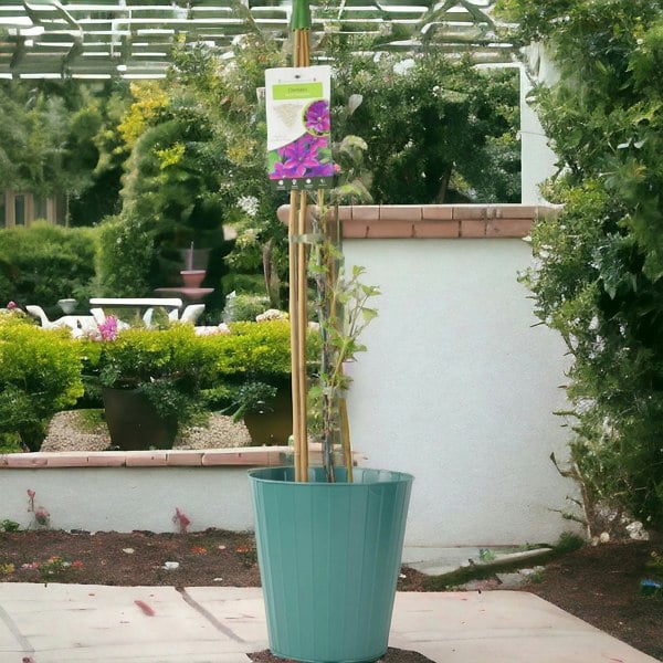 Clematis Mrs N Thompson 3L Pot