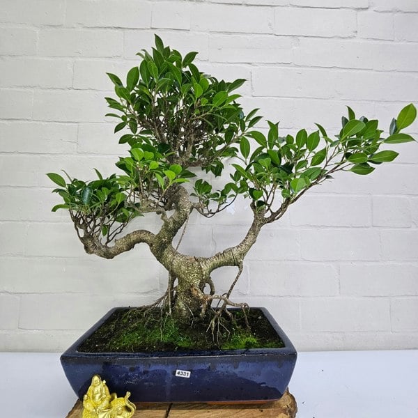 Yorkshire Bonsai Ficus Microcarpa (Banyan Fig) Large Indoor Bonsai Tree | Shaped | In 35cm Pot